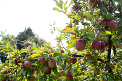 200830-garten-001