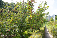 200830-garten-002