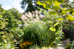 200830-garten-003