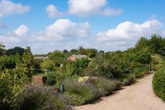 200830-garten-005