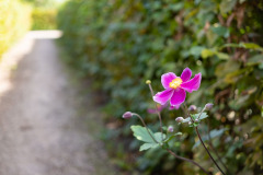 200830-garten-008