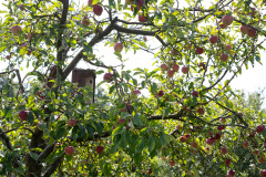 200830-garten-009