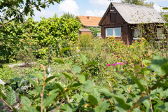 200830-garten-011