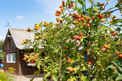 200830-garten-012