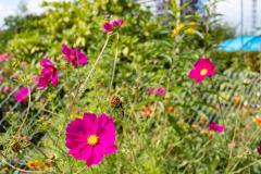 200830-garten-013