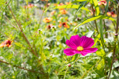 200830-garten-014