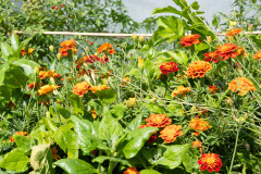 200830-garten-015