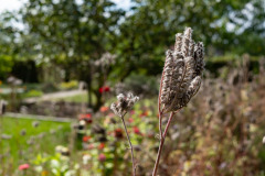 200830-garten-016