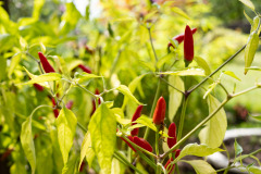 200830-garten-018