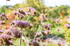 200830-garten-019