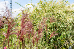 200830-garten-020