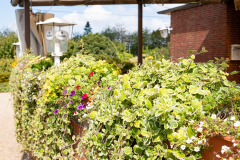 200830-garten-021