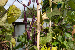 200830-garten-035
