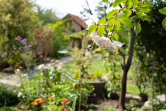 200830-garten-037